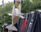 Відео: Кити врятовані в канадському парку в унікальній міжнародній операції
