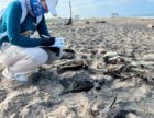 Птахи гинуть: причини вказують на Ель-Ніньо.
