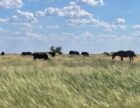 В Києві відбудеться звукова експозиція з аудіозаписами степових звуків