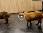 Відео: Дві величезні гризуни проникли до бразильського законодавчого органу