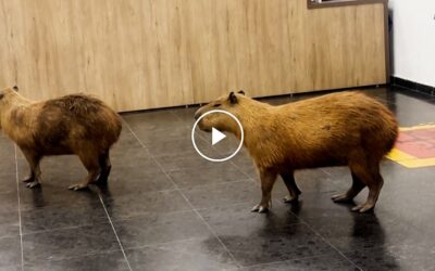 Відео: Дві величезні гризуни проникли до бразильського законодавчого органу