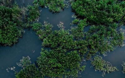 З потеплінням клімату бобри освоюють арктичні регіони Канади